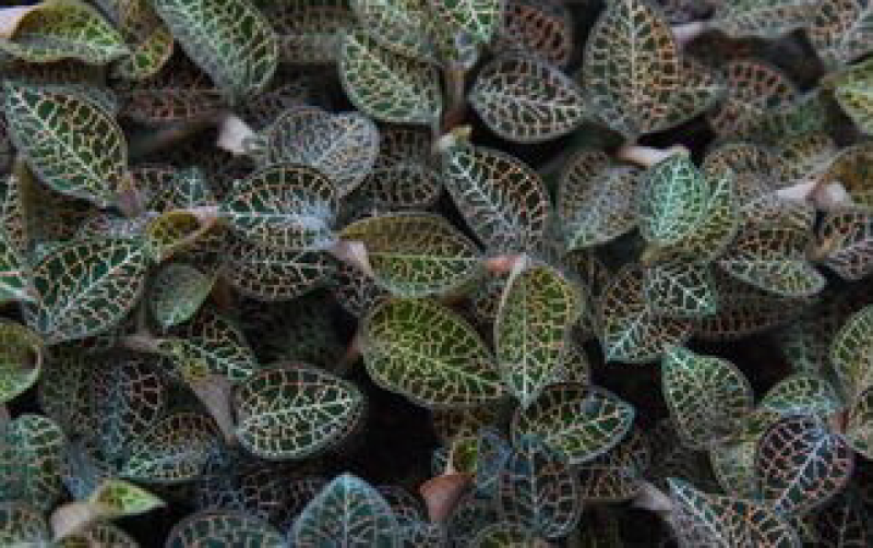 金线草