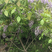 紫藤1-8公分，基地直销爬藤类室内室外盆栽