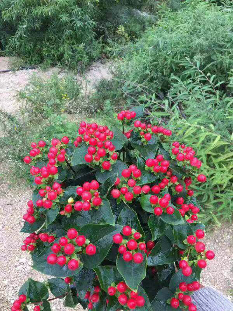 100棵150元包邮云南火龙珠鲜切花卉种苗红相思豆月季花