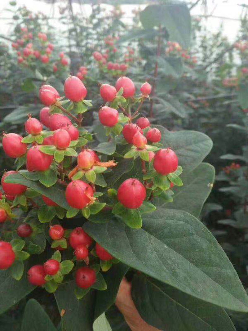 100棵150元包邮云南火龙珠鲜切花卉种苗红相思豆月季花