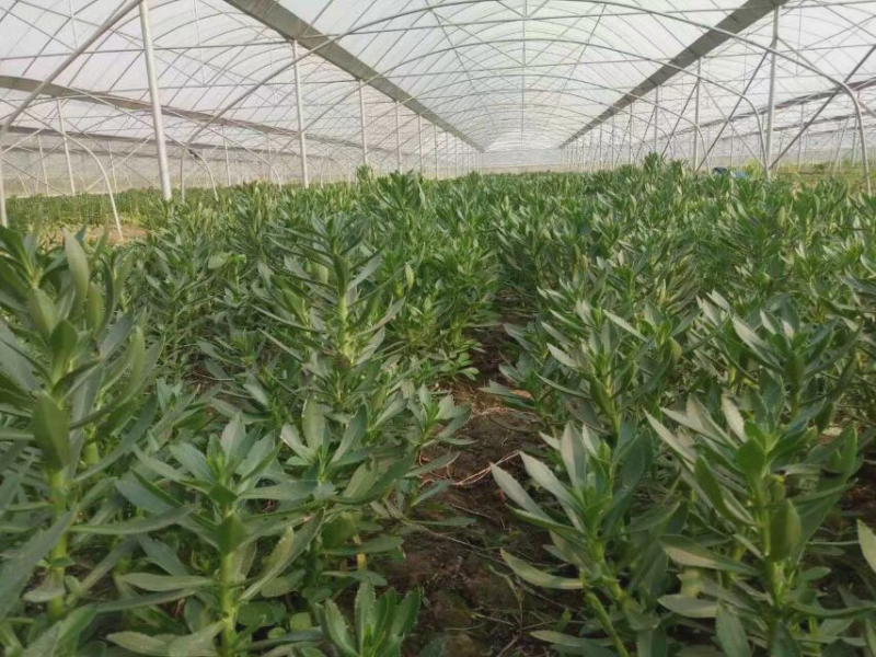 养心草种苗高钙菜苗养心菜种苗救心菜视频看苗