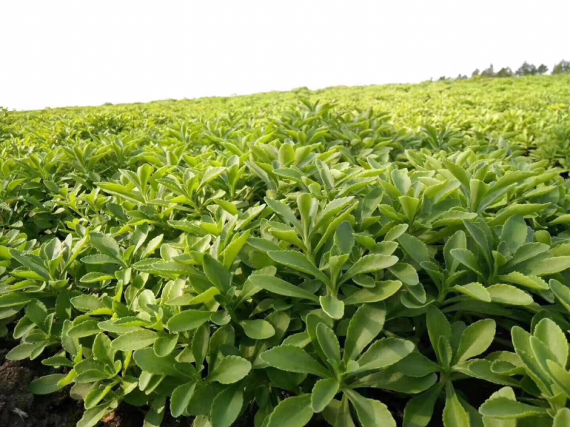 养心草种苗高钙菜苗养心菜种苗救心菜视频看苗