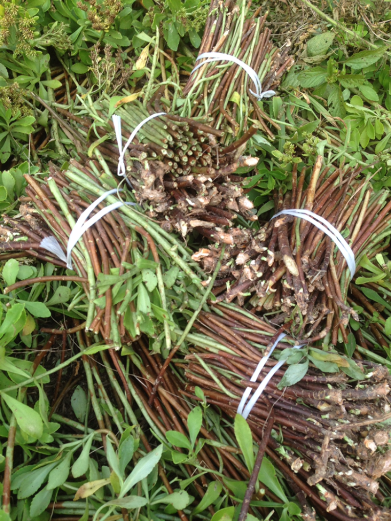 养心草种苗高钙菜苗养心菜种苗救心菜视频看苗