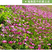 紫云英种子绿肥种子紫云英种籽养蜂蜜源红花草籽种果园绿肥种