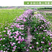 紫云英种子绿肥种子紫云英种籽养蜂蜜源红花草籽种果园绿肥种