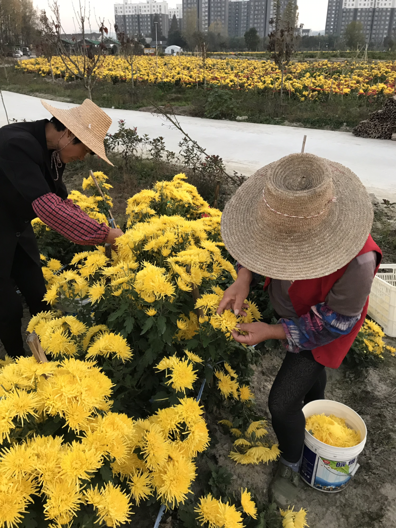 4星精选金丝皇菊，原产地直销批发，一手货源