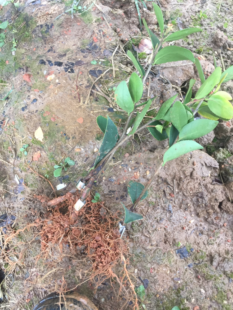 一年油茶树苗便宜卖了
