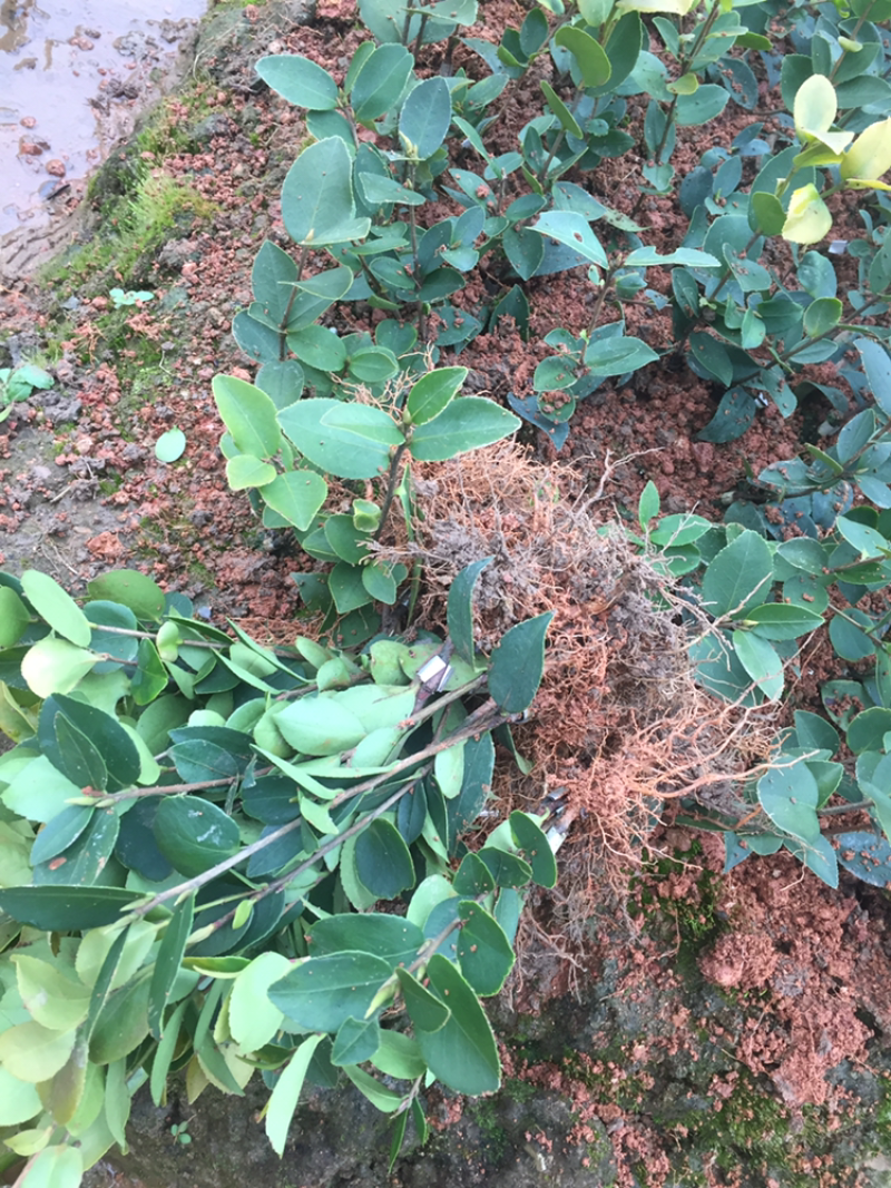一年油茶树苗便宜卖了