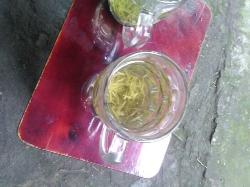 本山茶二级