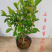 含笑树苗带花苞发货免费包邮含笑花苗