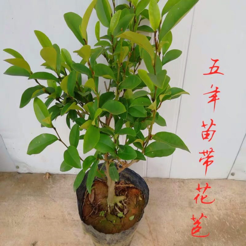 含笑树苗带花苞发货免费包邮含笑花苗
