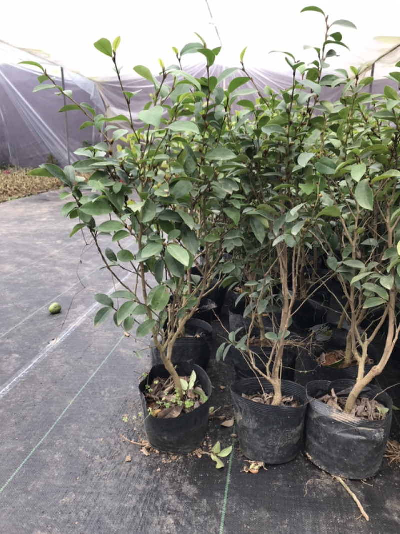 含笑树苗带花苞发货免费包邮含笑花苗