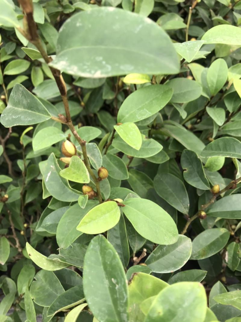 含笑树苗带花苞发货免费包邮含笑花苗