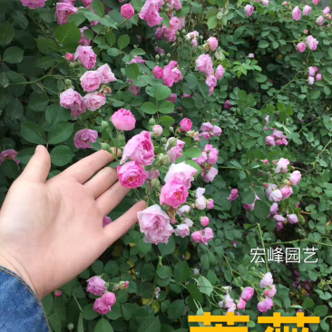 藤本绿化苗木蔷薇花苗四季常青花多耐寒好养活现起