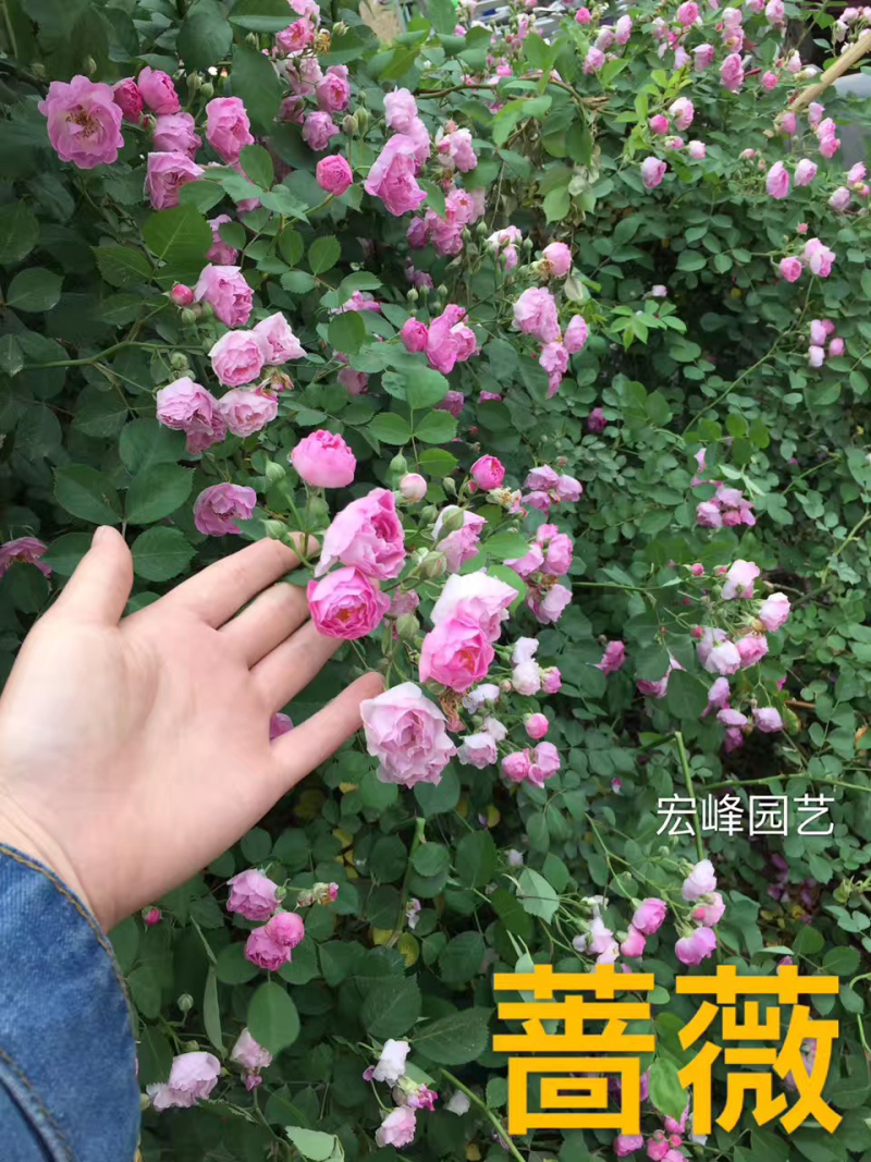 藤本绿化苗木蔷薇花苗四季常青花多耐寒好养活现起