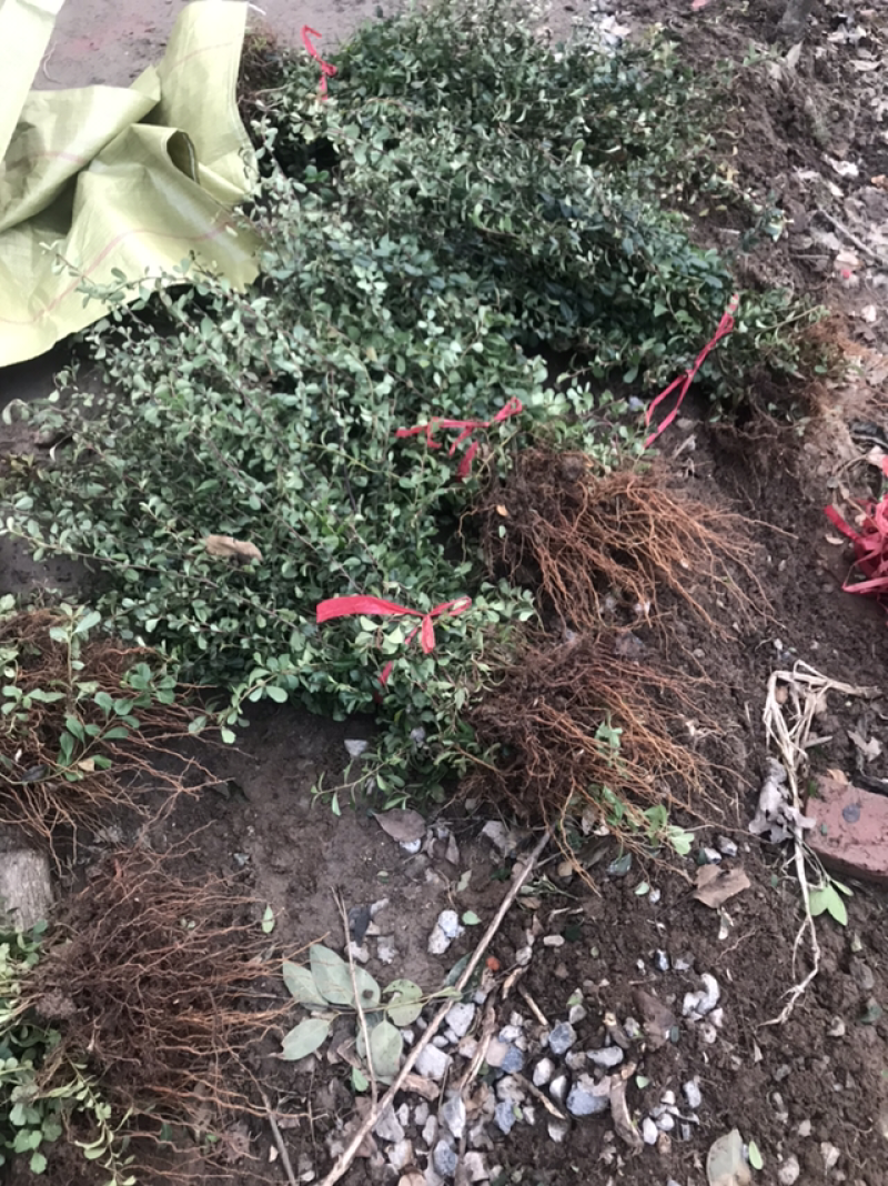 火棘盆景火棘苗免费包邮火棘杯苗提供发票
