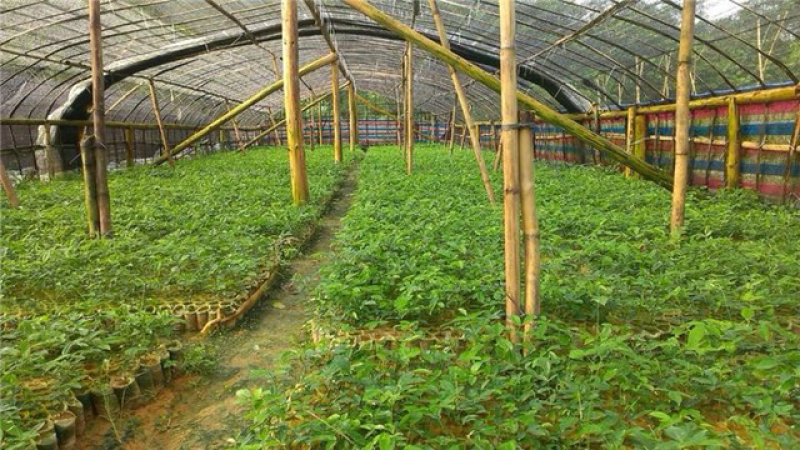 野生牛大力种子大力薯小叶细叶中叶大叶牛大力批发
