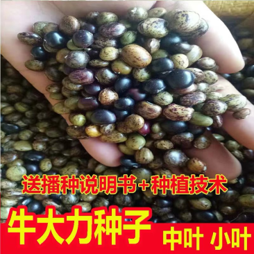 野生牛大力种子大力薯小叶细叶中叶大叶牛大力批发