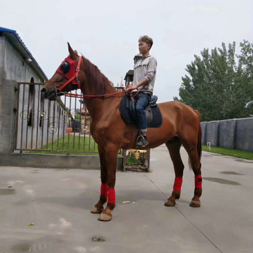 一般的骑乘马多少钱半血马价格可以骑纯血马阿拉伯马驹价格