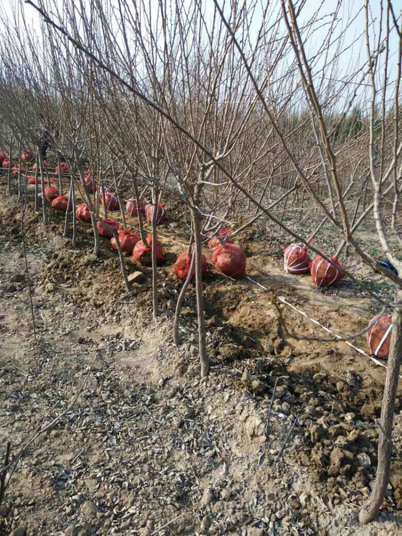 嫁接成品苹果苗烟富6号烟富8号烟富0号2年大苗