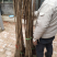 出售红油香椿苗，香椿苗，免费提供种植方法