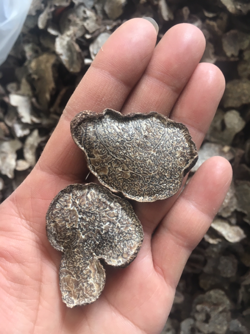 黑松露干品，黑松露干片，所有规格齐全