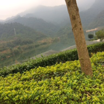 冬瓜
