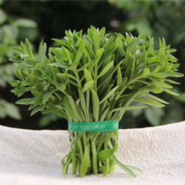 高钙菜种苗养心菜种苗山东野菜苗种植基地