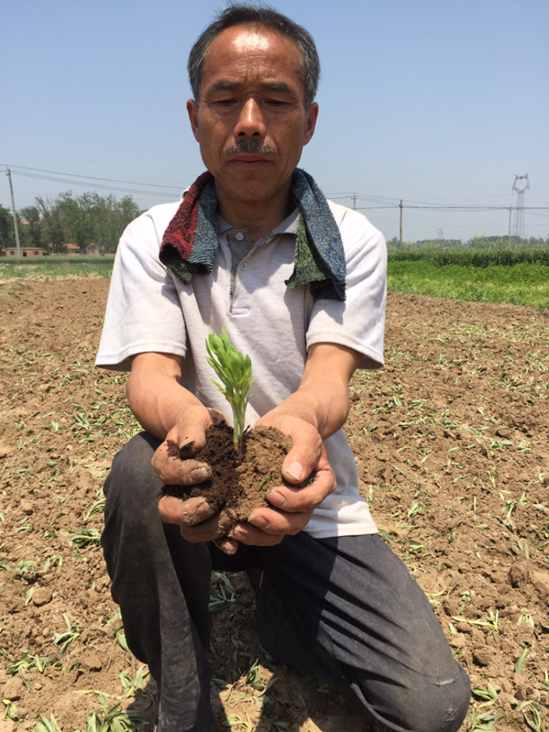 山东高钙菜养心菜种苗费菜高钙菜种植基地直供