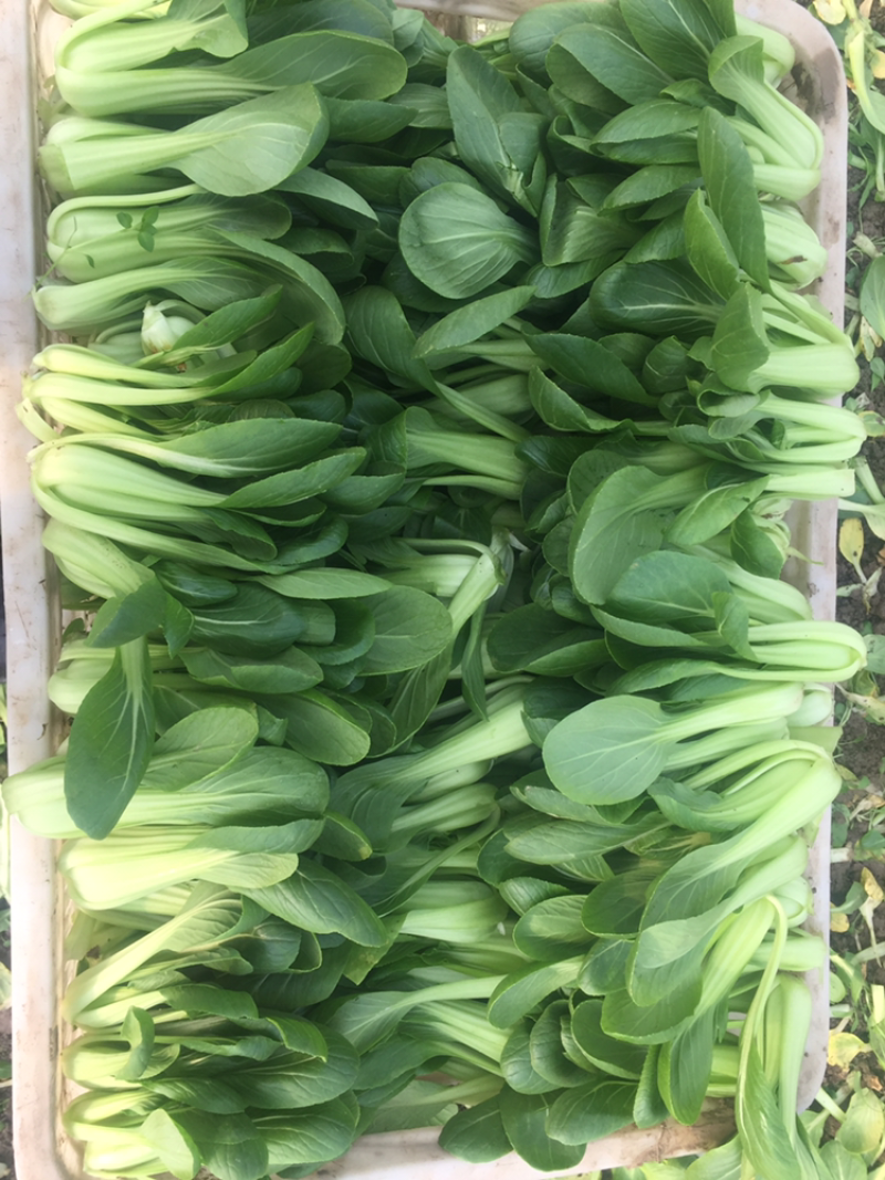 上海青，精品小白菜，山东油菜代收代办全国发货