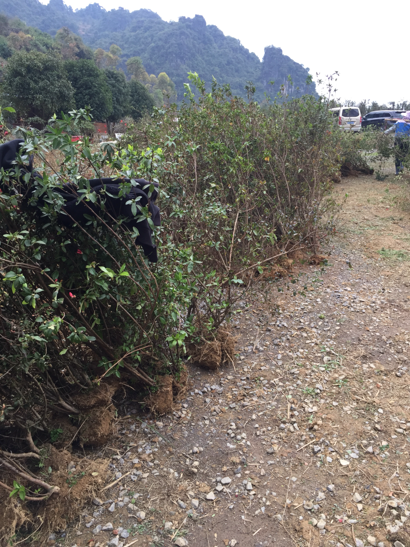 映山红（自家苗圃场培育）