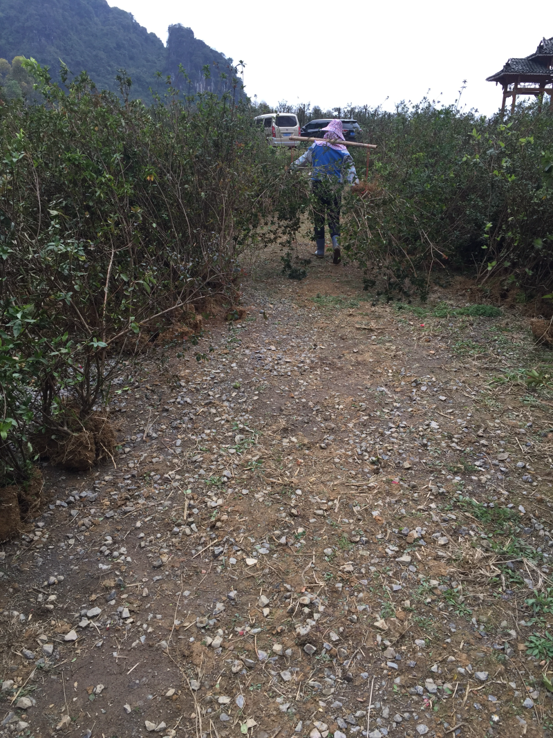 映山红（自家苗圃场培育）