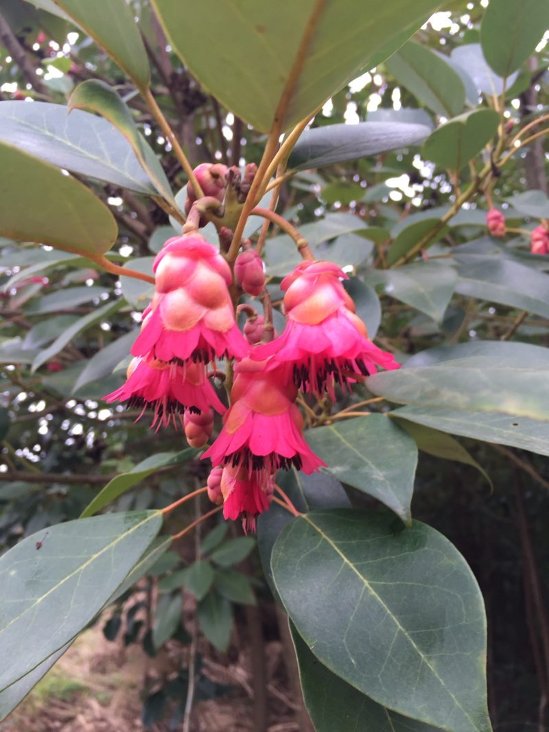 红花荷（自家苗圃场培育）