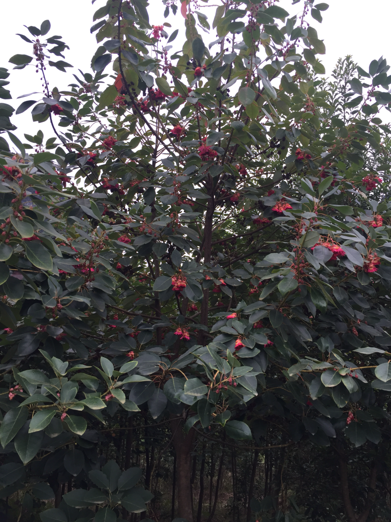 红花荷（自家苗圃场培育）