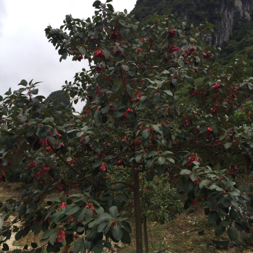 红花荷（自家苗圃场培育）