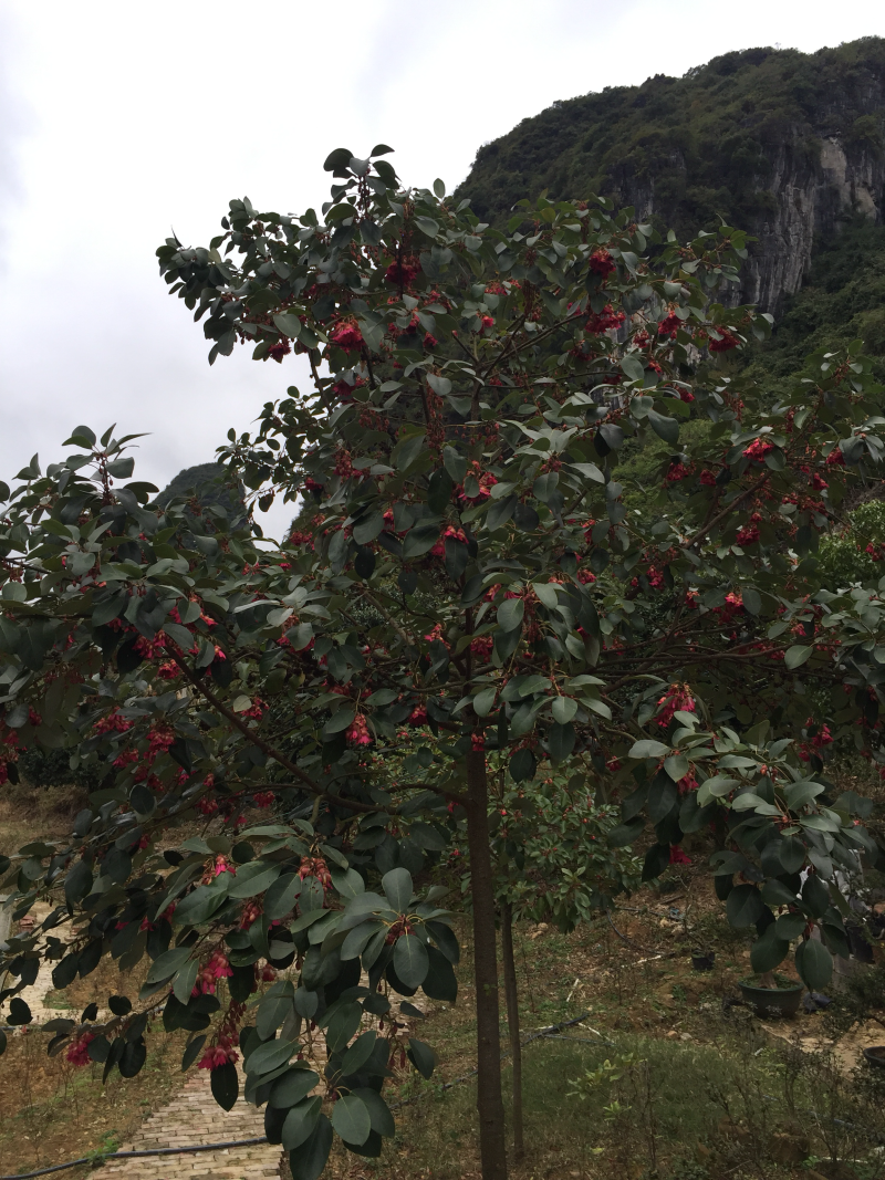 红花荷（自家苗圃场培育）
