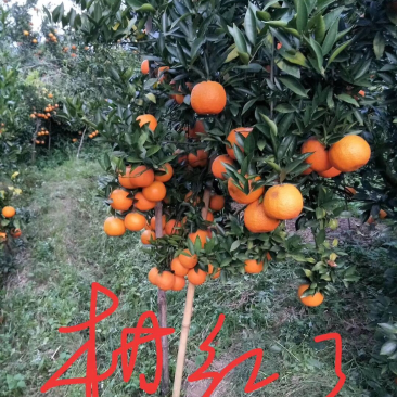 焦柑橘，地址广东潮州饶平，自家种植.1.2至1.5元