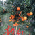 焦柑橘，地址广东潮州饶平，自家种植.1.2至1.5元