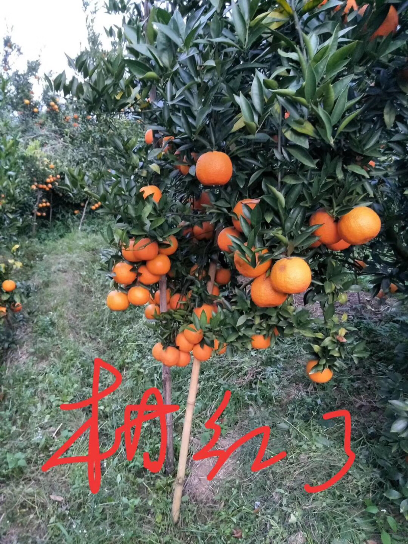 焦柑橘，地址广东潮州饶平，自家种植.1.2至1.5元