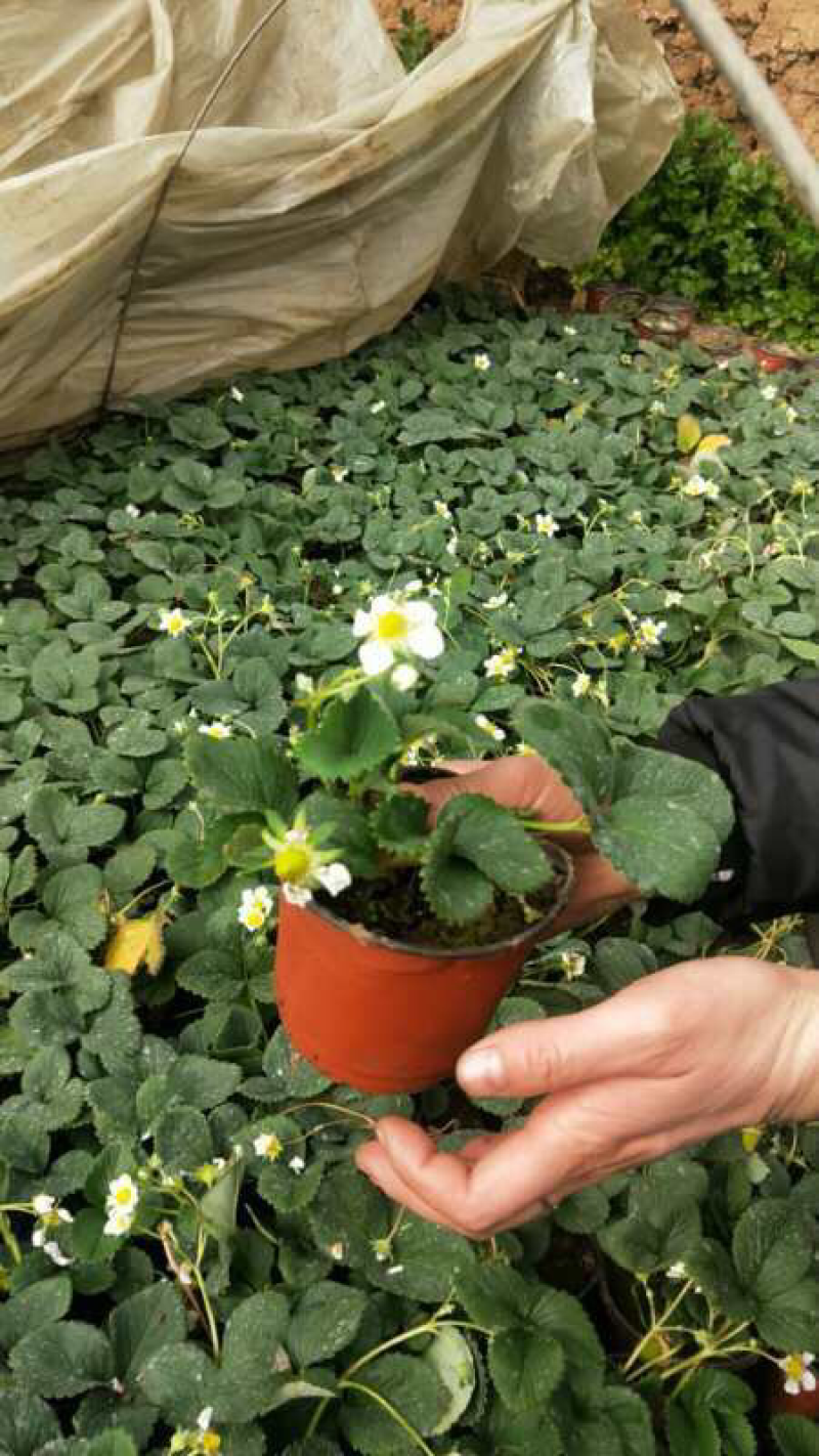 盆栽草莓，草莓盆栽