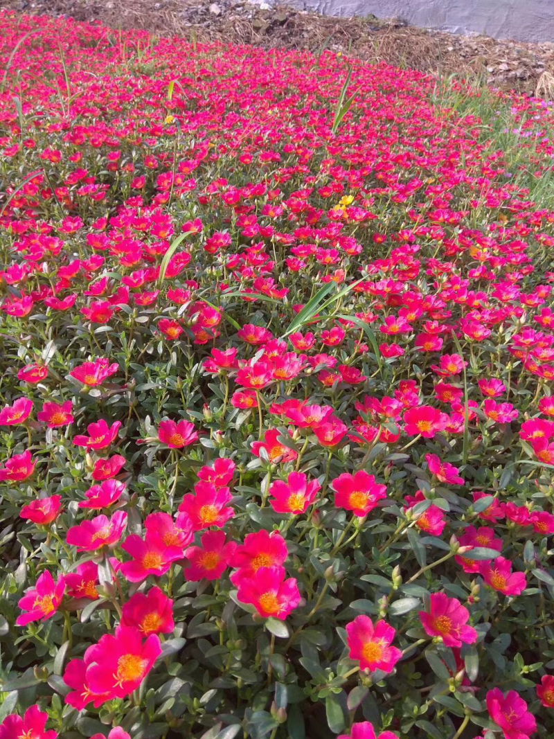 太阳花，半枝莲