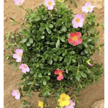 太阳花，半枝莲