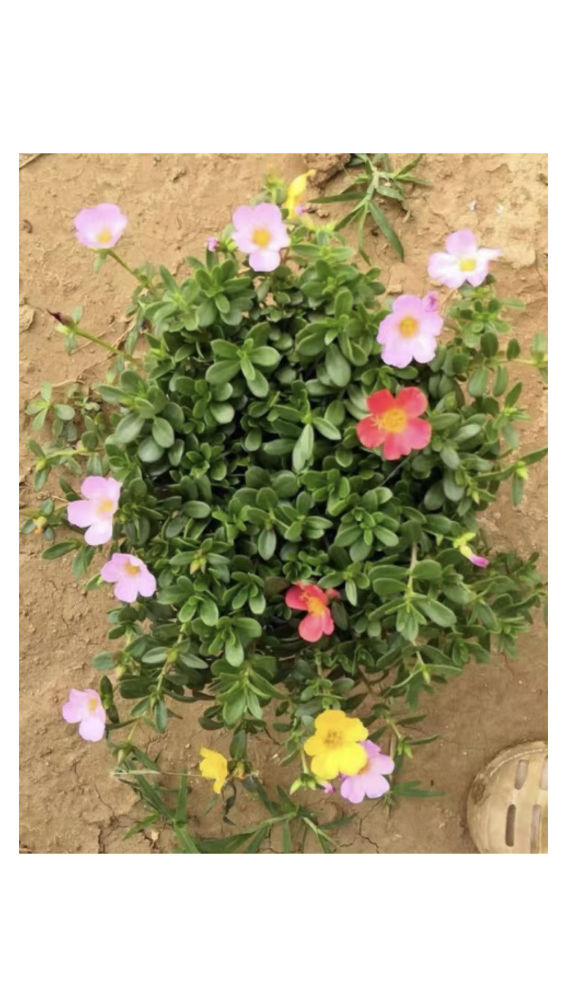 太阳花，半枝莲