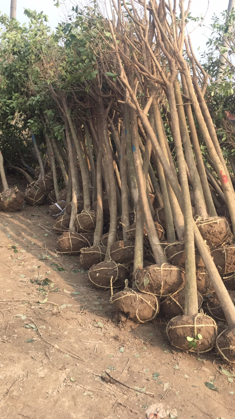 大叶女贞6~8cm。盐城市东台市新街种植基地。