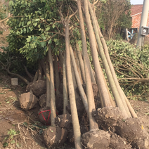 大叶女贞6~8cm。盐城市东台市新街种植基地。