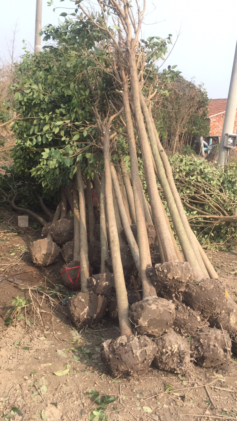 大叶女贞6~8cm。盐城市东台市新街种植基地。