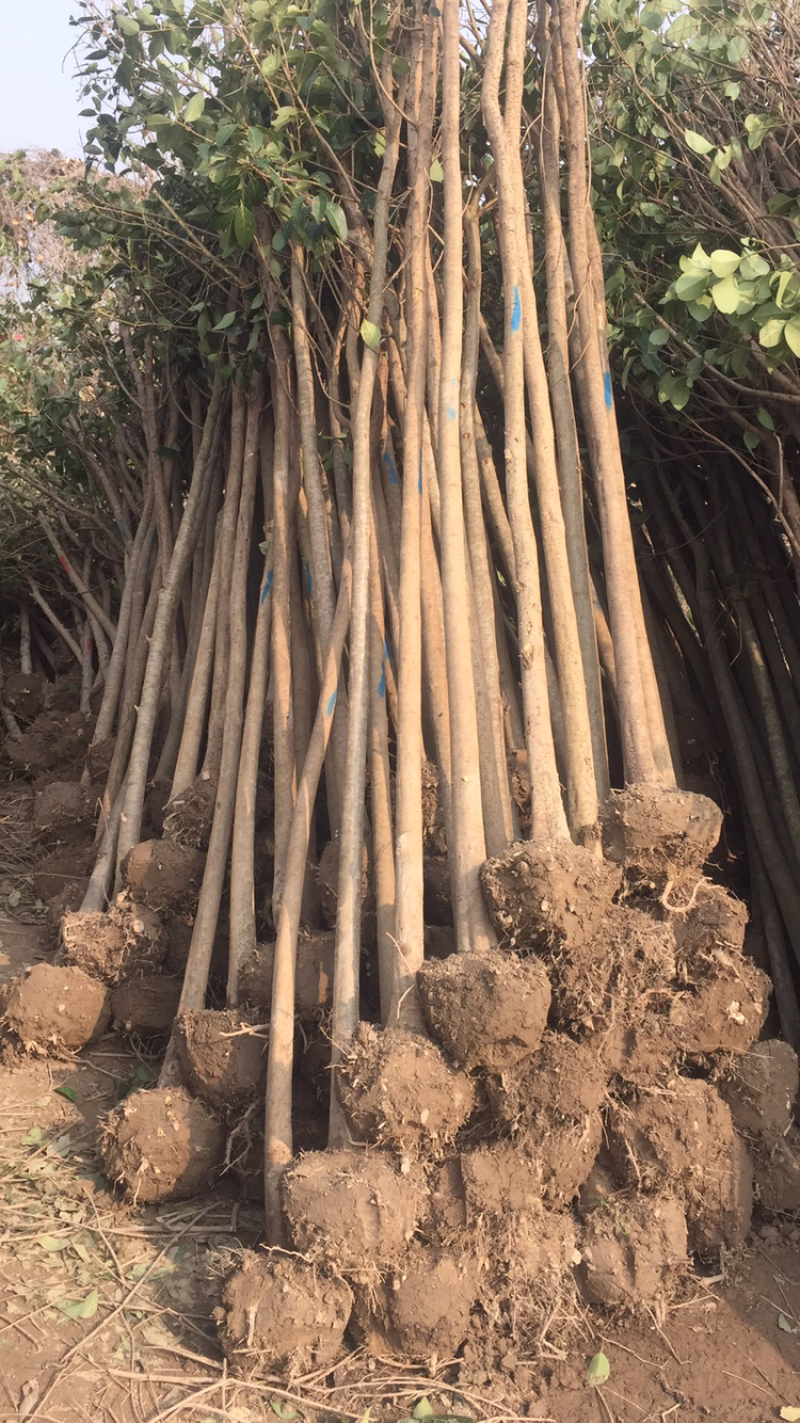 大叶女贞6~8cm。盐城市东台市新街种植基地。