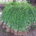 巨鹿艺源金银花枸杞种植园