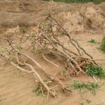 巨鹿艺源金银花枸杞种植园