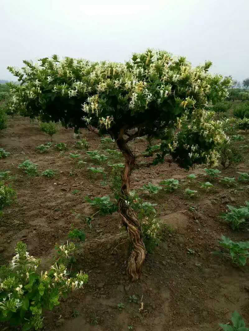巨鹿艺源金银花枸杞种植园